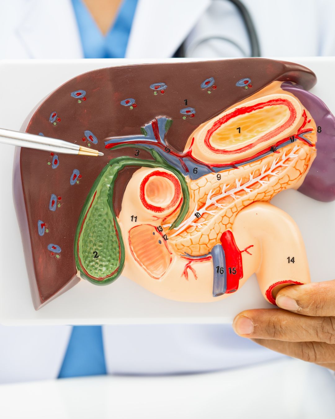 Ayurvedic Liver Detox & Metabolic Reset with Hepazine | Anandam Healthcare