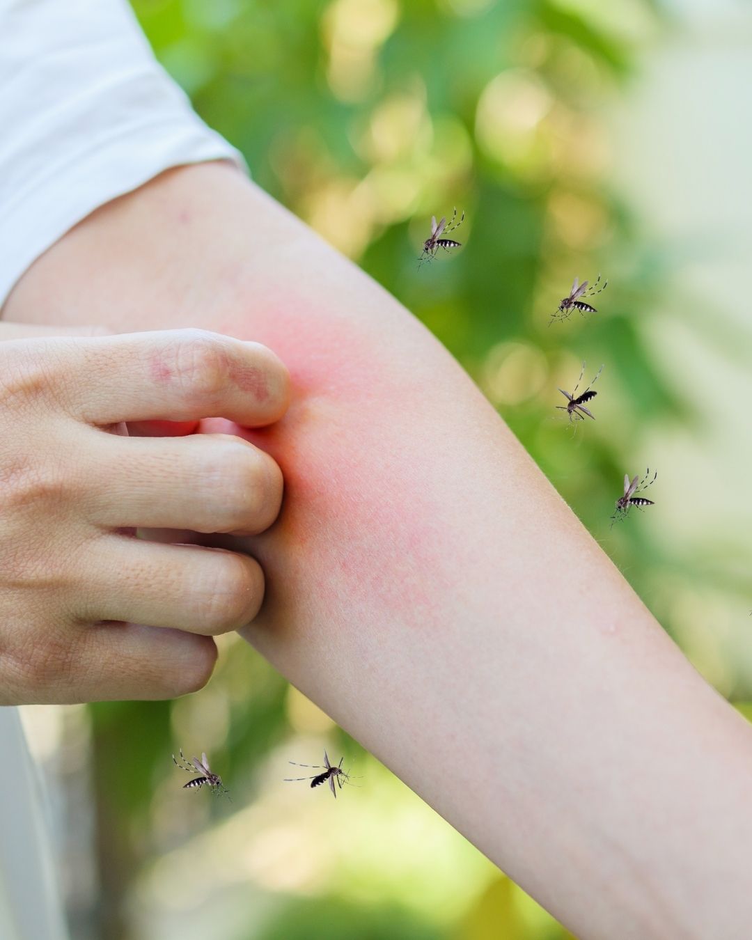 PLT‑NORM Dengue Support Capsules | Natural Platelet Support for Fast Dengue Recovery in India