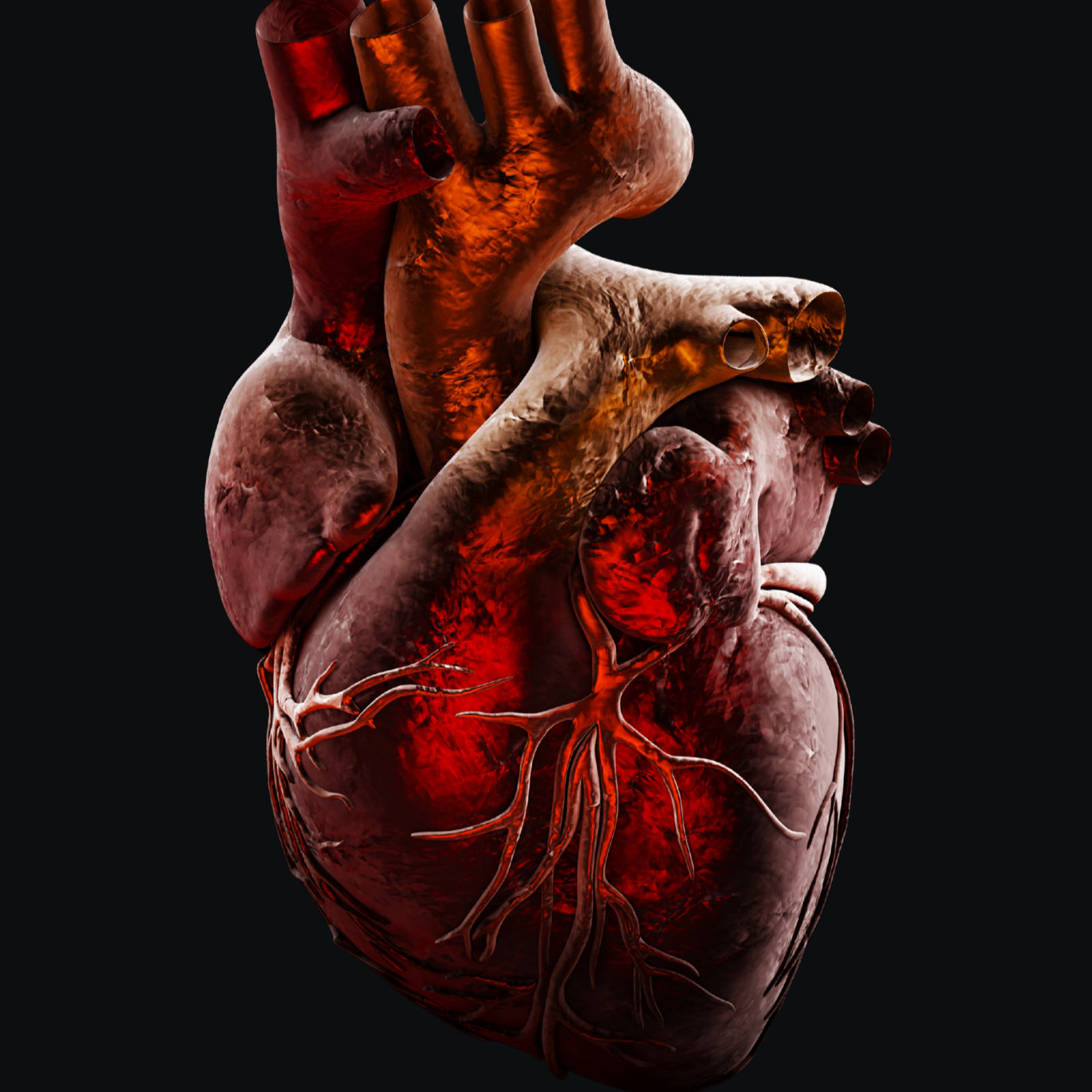 Anatomical heart model with detailed血管 on a black background