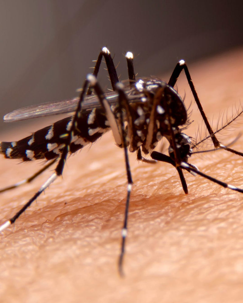 Dengue Platelets: Guideline-Safe Recovery and How PLT-NORM Supports Each Phase.