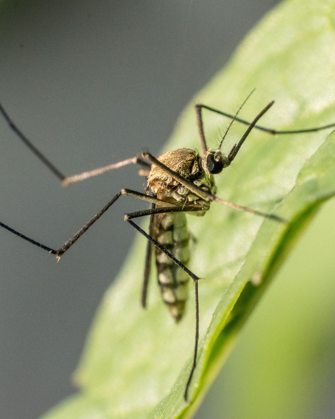 7-Day Dengue Recovery Plan in India | Easy Diet, Hydration, and Platelet Support with PLT‑NORM