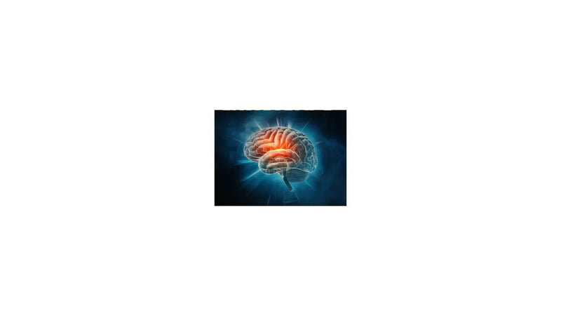 Detailed illustration of a human brain with highlighted central regions, glowing red to indicate focus or activity, set against a dark blue background representing cognitive energy and mental alertness.