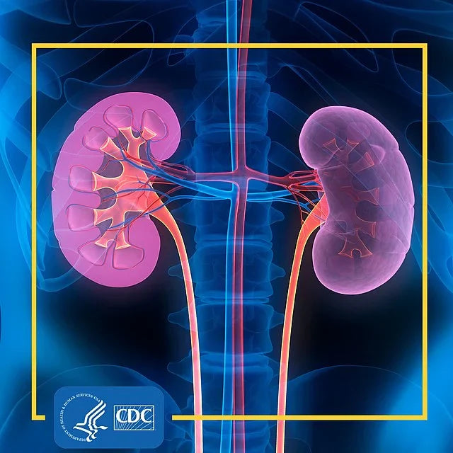 Illustration of human kidney anatomy showing both kidneys, renal blood vessels, and urinary tract—perfect for a blog post about kidney function, nephron structure, and kidney detox with natural supplements.