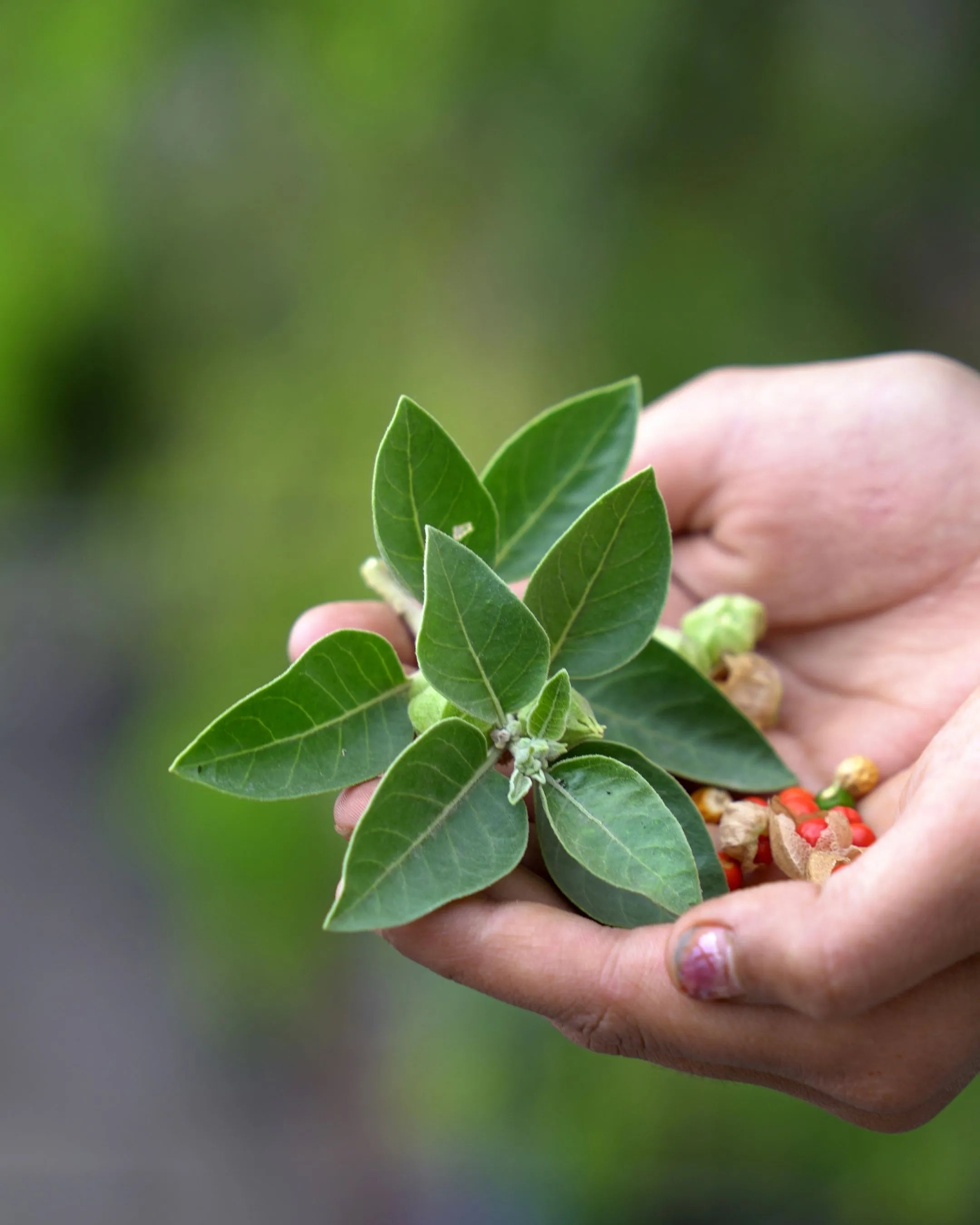 The 10-Herb Powerhouse: A Deep Dive into HEPAZINE’s Clinically Validated Ingredients for Liver Repair