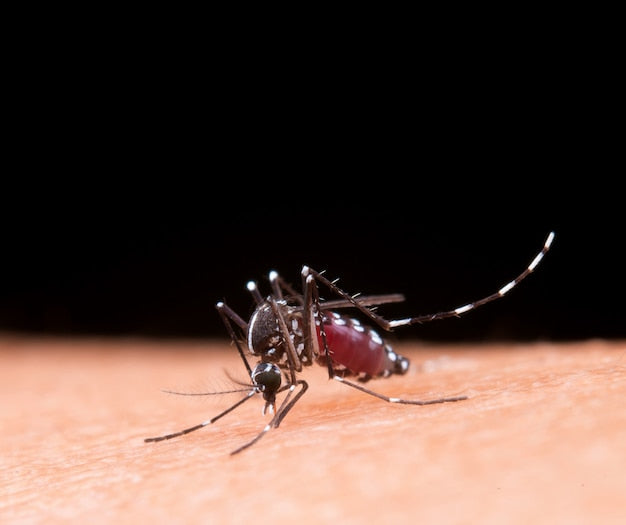 Close-up photograph of a mosquito with white markings on its legs and body feeding on human skin against a dark background.