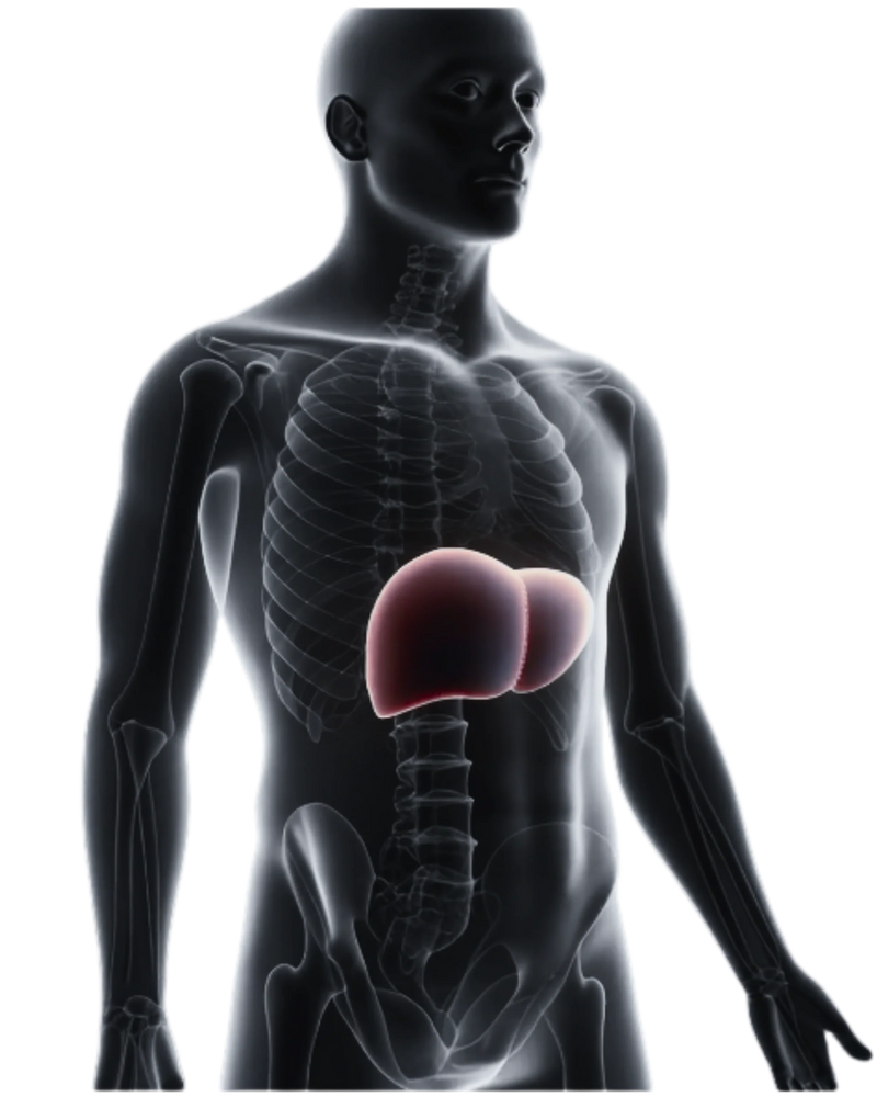Hepatic Wellness