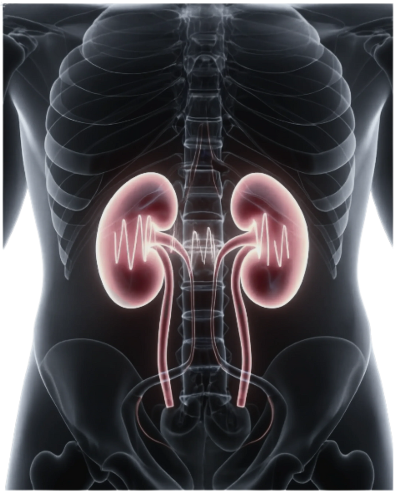 Renal & Urinary