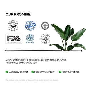 PLT NORM® | Promotes Fast Recovery from Dengue & Platelet Booster Supplement | Papaya Leaf Free