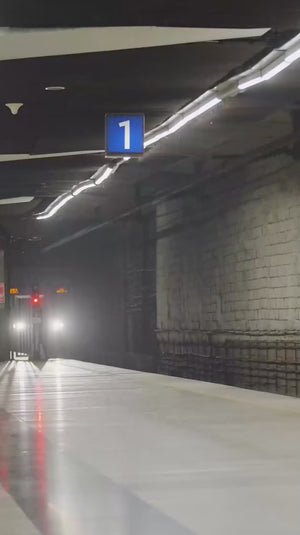 PLT NORM® Dengue Capsules | Platelet Booster | No Papaya Leaf